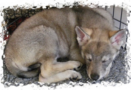 quest 6 weeks