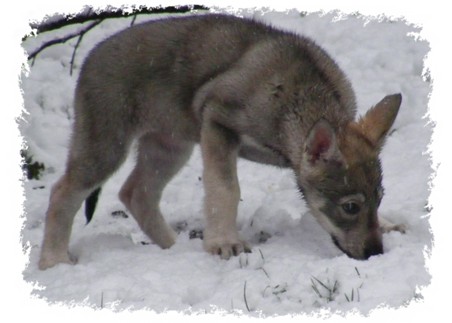 quest in the snow