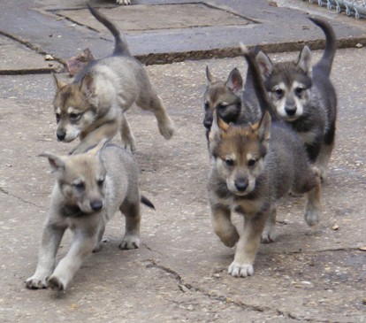 ash with his playmates