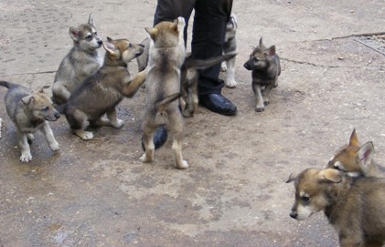 ruby and quests pups