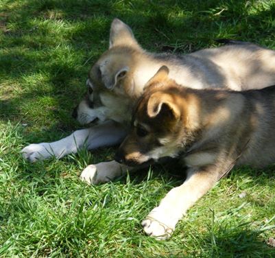 ruby and rocky