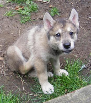 ruby pup 6.5wks