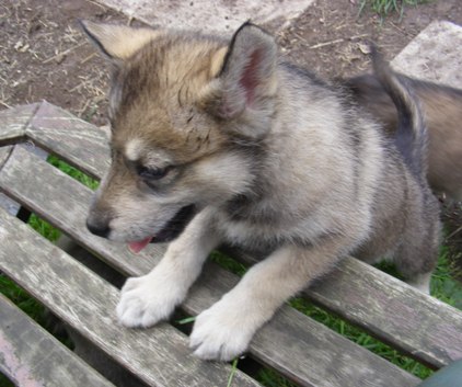 ruby pups 6.5wks