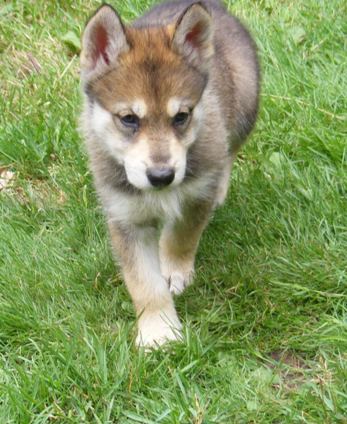 ruby pup 6.5wks