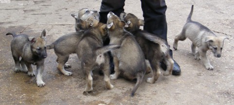 rubys and quest pups