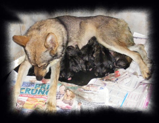 rubys newborn pups