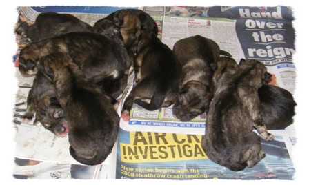 rubys newborn pups