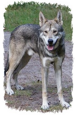 saarloos wolfhund stockpic