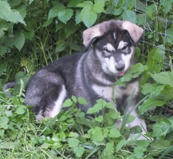 tundra boy 9wks