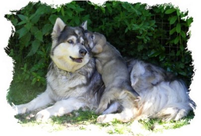 sky and an echo pup