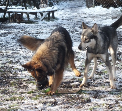 bracken and magic