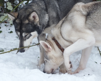 echo and tundra