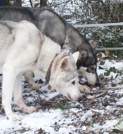 echo and tundra