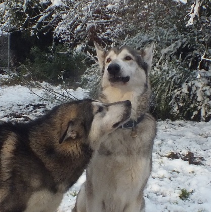 rune and timber