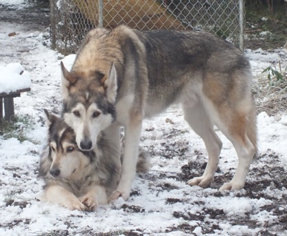 sky and timber