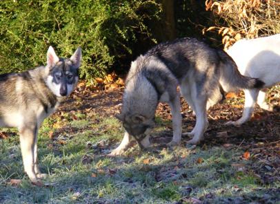 wicca and pagan