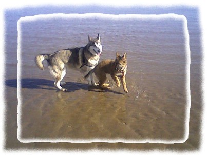 bracken and timber on the beach