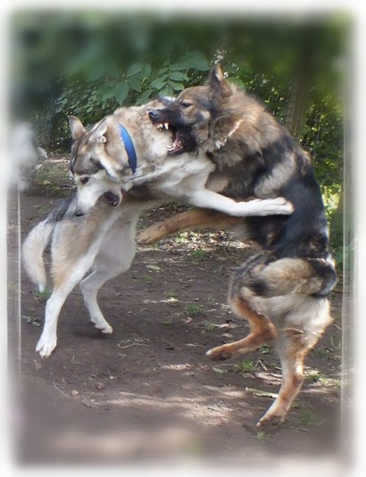 timber and bracken playing