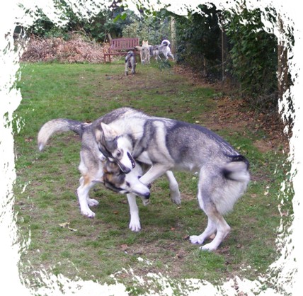 pagan and timber playing