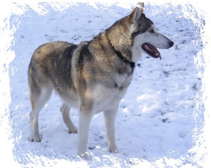 timber in the snow