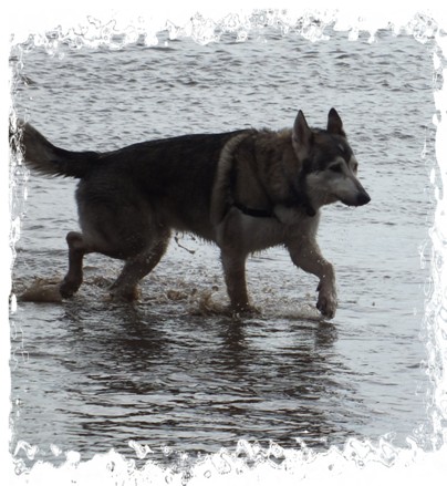 timber on beach