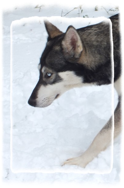 tundra 16 months