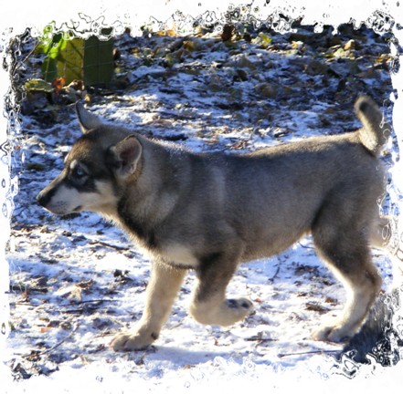 tundra 11 weeks