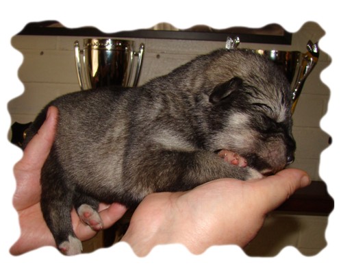 tundra 9 days old