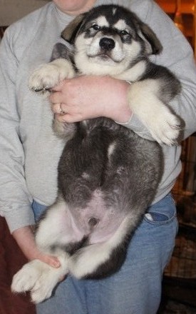 tundra boy 8wks