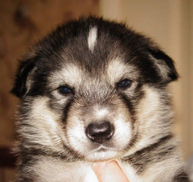 tundra pup