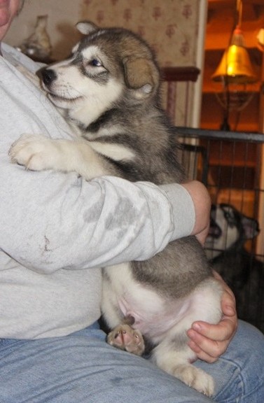 tundra boy 8wks