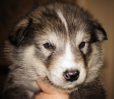 tundra pup