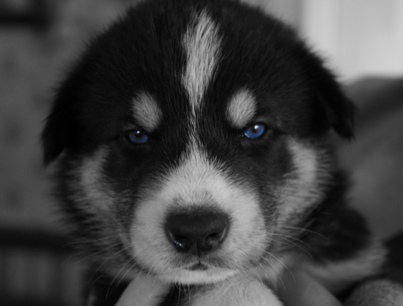 tundra boy blue eyes