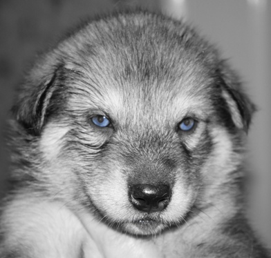 tundra girl blue eyes