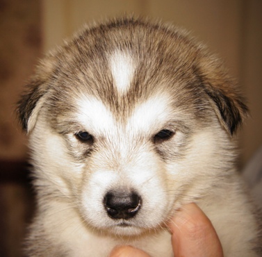 tundra pup