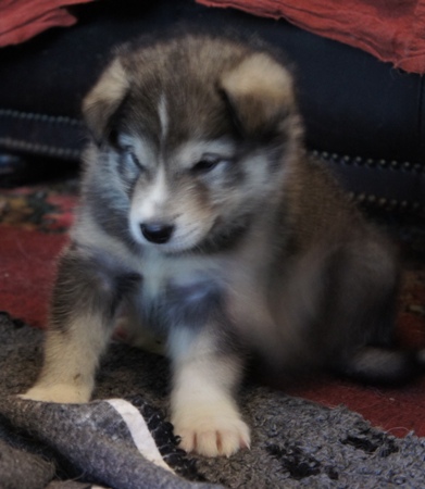 tundra pup