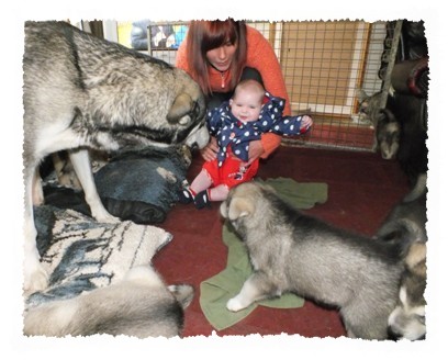 tundra pups visitor