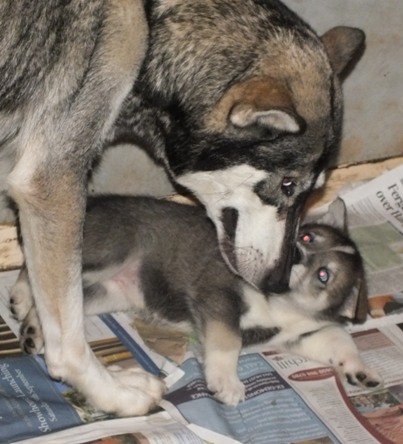 tundra pups 5wks