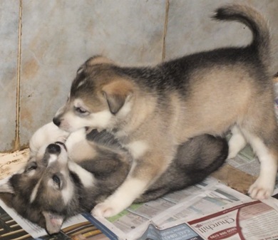 tundra pups