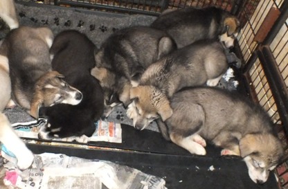 tundra pups 7wks