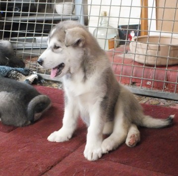 tundra pup