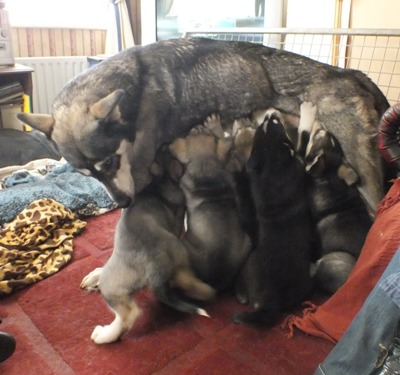 tundra and pups 7wks