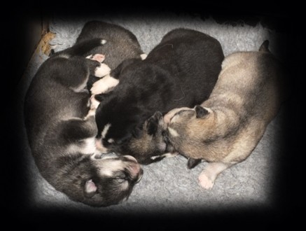 tundras boys 1wk