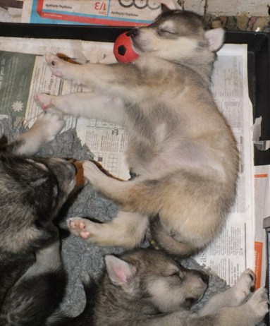 tundra pups four and half wks