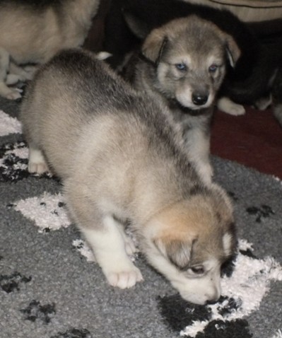 tundra pups four and half wks