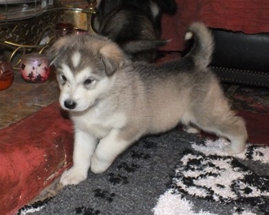 tundra pup four and half wks