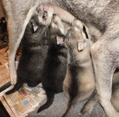 tundra pups four and half weeks