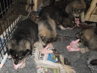 tundras pups 4wks