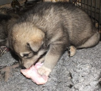 tundra pups 4wks