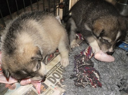 tundras pups 4wks